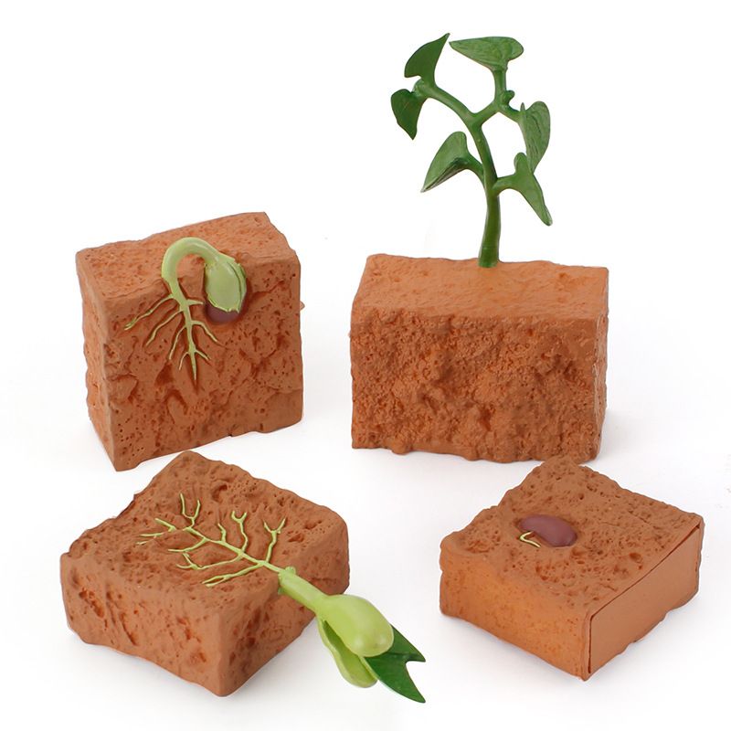 植物生长周期/种子萌芽生长过程